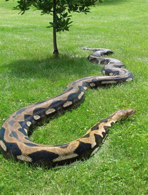 Reptile Lovers Reticulated Python