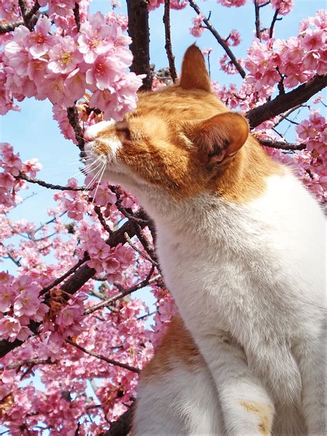 Sakura Cat Sniffing Tanakawho Flickr
