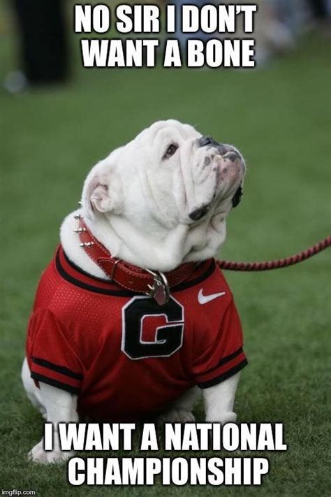 A Bulldog Wearing A Red Shirt With The Words You Know Im Ready Its