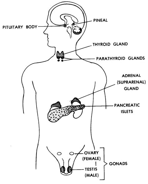 Images Endocrine Systems Basic Human Anatomy