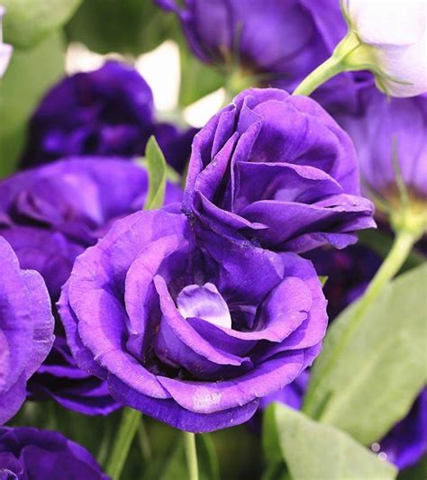 Top 10 Most Beautiful Purple Roses Purple Roses Most Beautiful