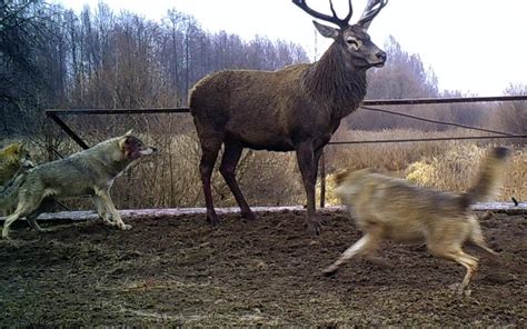 Chernobyls Wildlife Thrive Despite Contamination 30 Years After