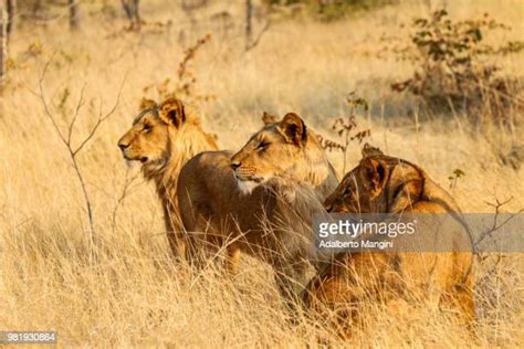 Zambia Wildlife Photos And Premium High Res Pictures Getty Images