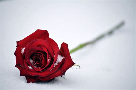 Red Rose 4k Pic Hd Wallpapers
