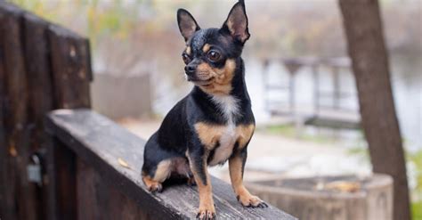 Apple Head Chihuahua Dog Breed Complete Guide A Z Animals