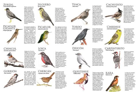 Aves De Chile Aves De Chile Fauna Chilena Pajaros Chilenos