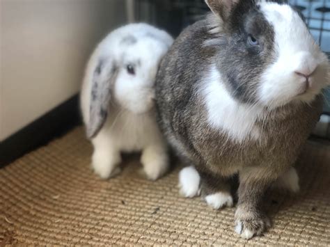 Guess Which Bunny Is The Sassy One Ifttt2nlsorc Bunny
