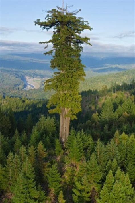 17 Biggest Trees In The World Video Photographe Nature Photo Arbre