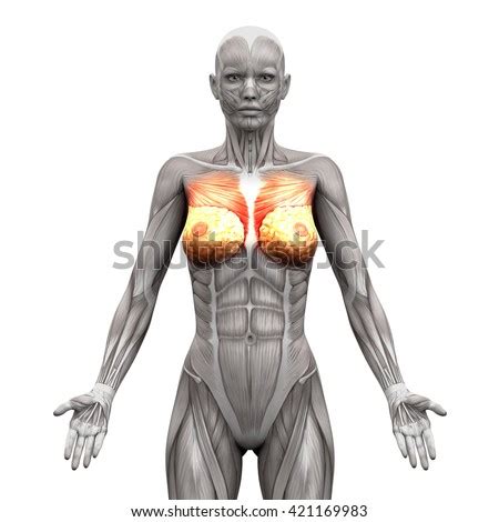 These muscles are known as the pecs and . Breasts Chest Pectoralis Major Minor Female Stock ...