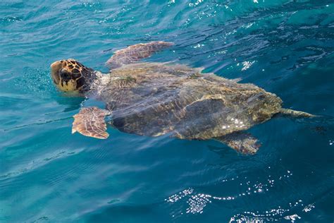 Caretta Caretta Turtle Trip Boat Trip Best Of Zante Shipwreck
