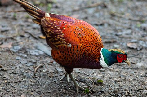 Different Breeds Of Pheasants