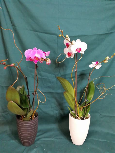 Double Stemmed Phalenopsis Orchids In Evanston Il Preston S Flowers