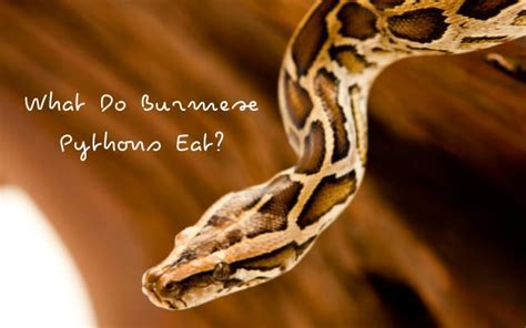 What Do Burmese Pythons Eat Understanding Their Diet