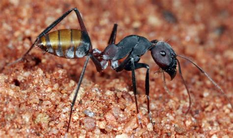 What Can Ants Bite And Chew Through School Of Bugs