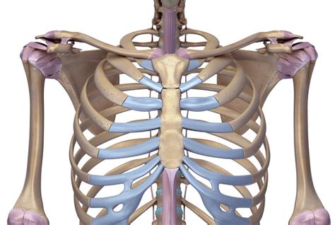 Anatomy Of Rib Cage And Sternum The Thoracic Cage The Ribs And My Xxx
