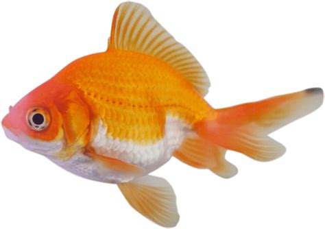 Goldfish Png Transparent Image Download Size 1280x904px
