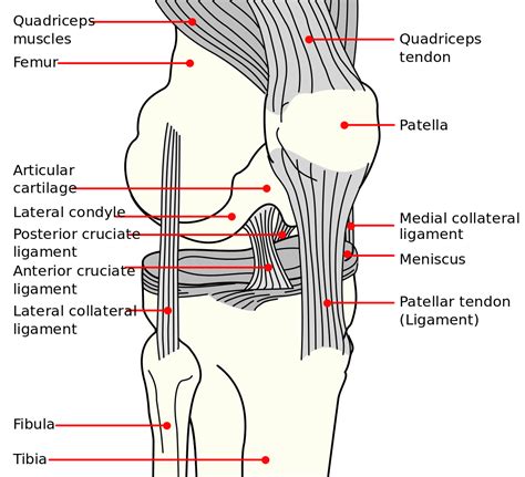 Common Knee Tests In Orthopedic Examination Physical Therapy Web