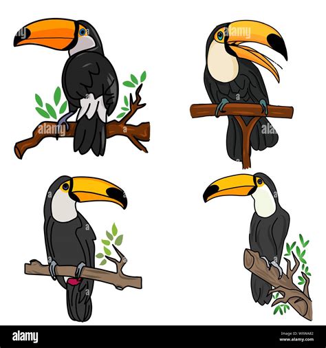 Exotic Bird Toucan Hand Drawn Toucan On White Background Vector Set