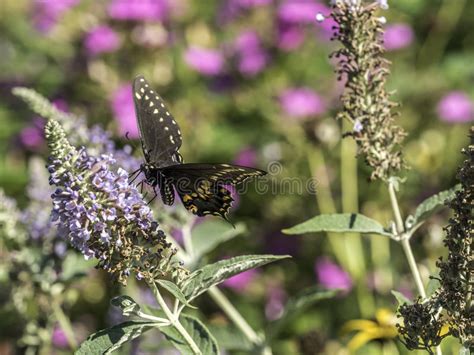 Eastern Tiger Swallowtail Papilio Glaucus Stock Image Image Of Plant