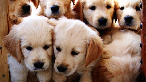 Golden Retriever Puppies Week 7 Very Cute Youtube