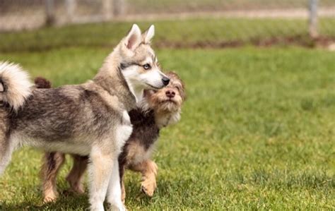 husky poodle mix      buying perfect dog breeds