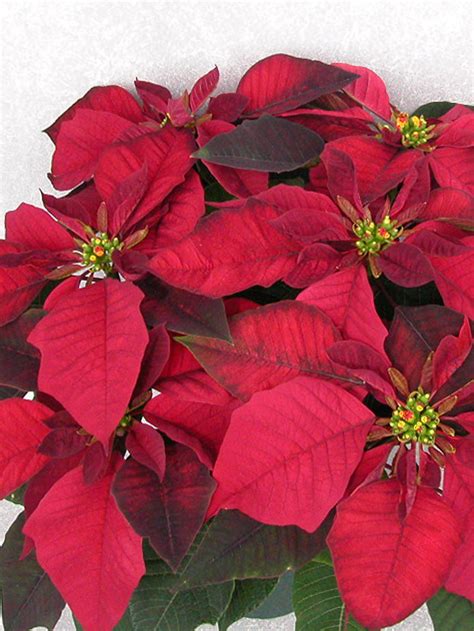 Cortez Burgundy 2004 Height Control Poinsettia Cultivation Commercial Floriculture