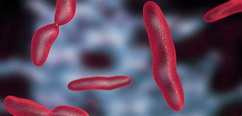 Die größte klinische bedeutung hat corynebacterium diphtheriae, der erreger der diphtherie, wobei nur toxinbildende stämme eine diphtherie verursachen können. Experten warnen vor einer Rückkehr der Diphtherie