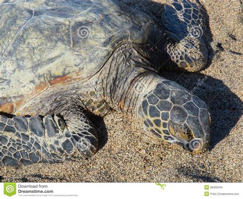 Hawaiian Green Sea Turtle Honu Chelonia Mydas Stock