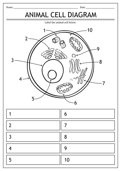 Labeled Animal Cell Worksheet Coloring Pages