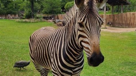 Zebra At Dallas Zoo Dies After Suffering Head Injury Likely Caused By