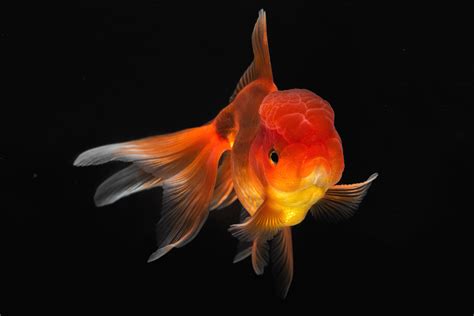 Detailed Photographs of Rare Fish Species - Fubiz Media