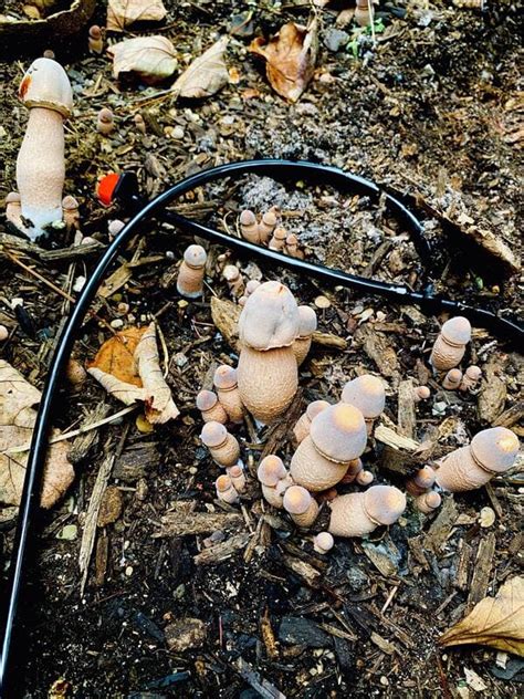 Foragers In This Online Group Share Mushrooms That Look Like Butts And