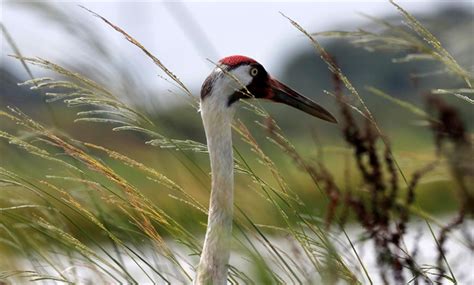 Louisianas Whooping Crane Comeback Five Chicks This Year
