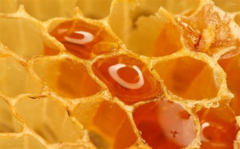 Honeycomb 4 Wallpaper Photography Wallpapers 18208