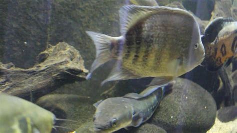 Grammodes Cichlid And Tank Mates Youtube