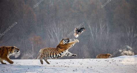Tigres Siberianos Cazando Aves Rapaces En El Bosque De Invierno Parque