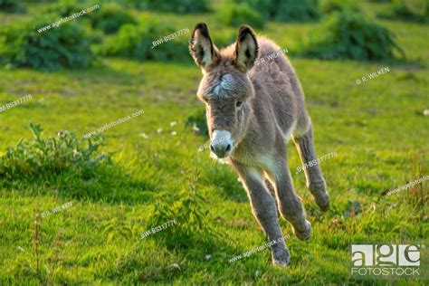 Domestic Donkey Equus Asinus F Asinus Foal Running Across A Meadow