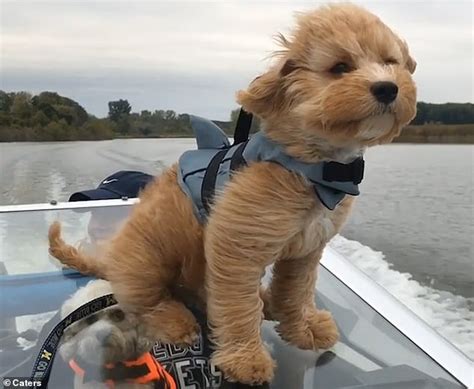 Paddington The Cavapoo Sits On The Windscreen As He Takes His First