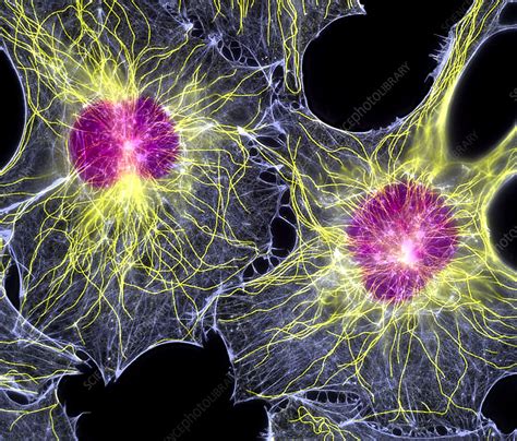 Fibroblast Cells Showing Cytoskeleton Stock Image P7800110