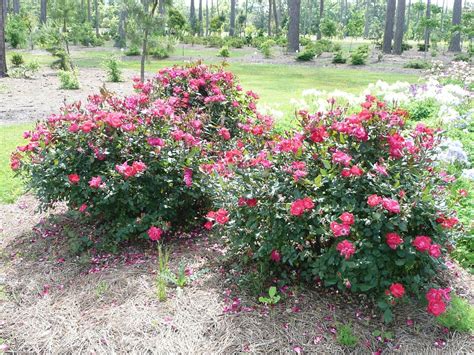 Knock Out Rose Backyard Plants Growing Food Shrub Roses