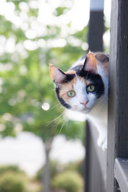 Cat Peeking Around Corner Stock Photos Pictures And Royalty Free Images