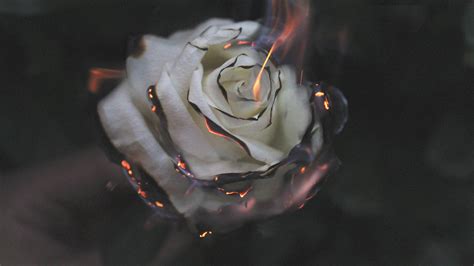 2560x1440 Rose Fire Photography Smoke 1440p Resolution Hd 4k Wallpapers