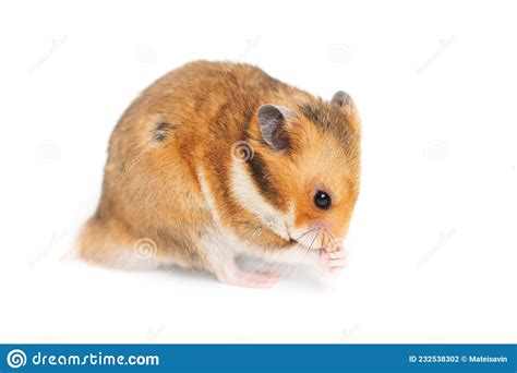 Hamster Praying Stock Photos Free And Royalty Free Stock Photos From