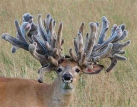 24 Photos Of Buck Deer With Super Weird Racks Alloutdoor