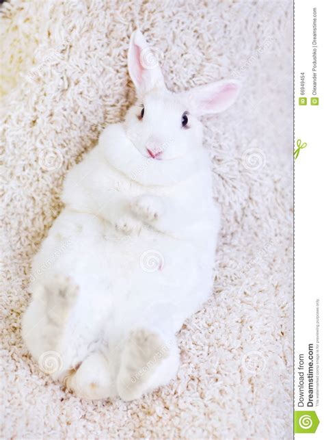 White Rabbit Isolated On White Lying On His Back Stock Photo Image Of