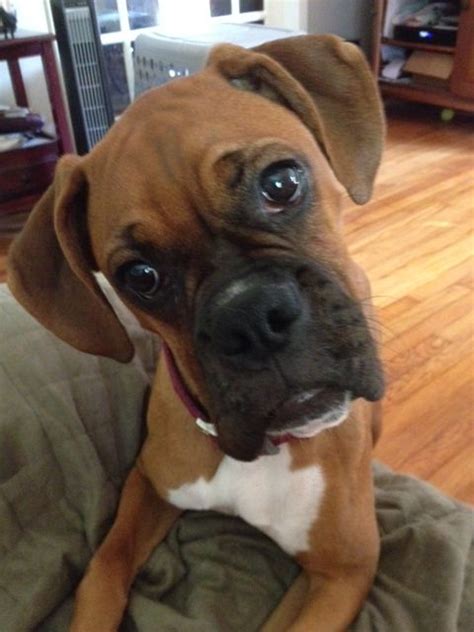 My Rory With The Classic Head Tilt Boxer Love Boxer Dogs Boxer And Baby