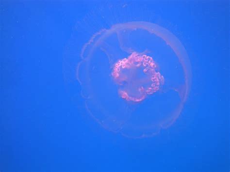 О «медузе» реклама meduza in english. Meduza - Foto di Malikia Resort Abu Dabbab, Marsa Alam ...