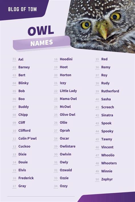 Owl Names 500 Cute And Cool Male And Female Ideas