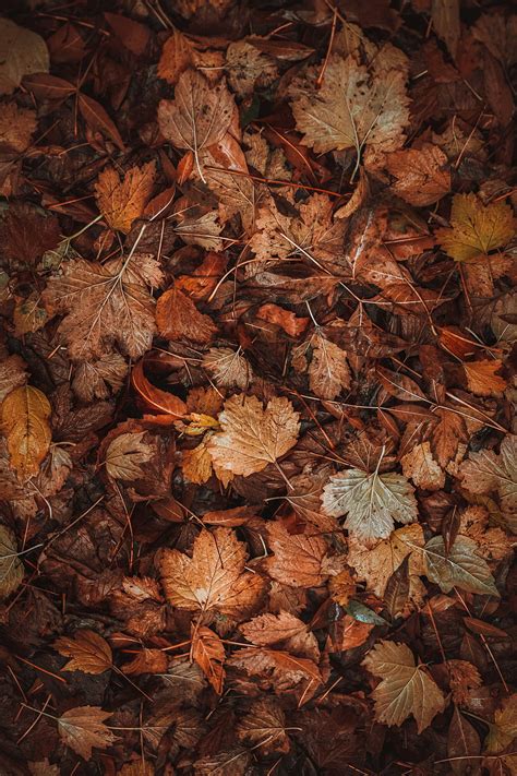 Autumn Leaves Macro Brown Dry Fallen Leaves Fallen Foliage Hd Phone Wallpaper Pxfuel