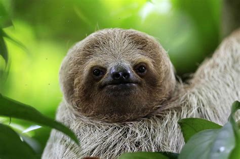 Sloths Have Survived For Millions Of Years Now Theyre A Ted Talk